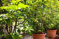 One Only Lake View Apartment - B&B Lugano