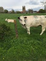Eeuwenhout vakantiedomein - Bed and Breakfast