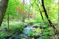 Charming cabin with private creek - Bed and Breakfast Placerville