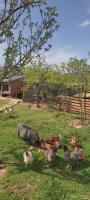 Nature et al House - Casa para uso exclusivo e jardim - Little farm - B&B