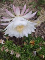 Paula Apartmani - Chambres d’hôtes Mundanije