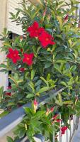 Dimora Francesca - B&B Conversano