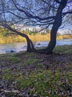 Cabaña arenal - B&B Pucón