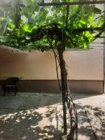 Apartman Vesna - B&B Vrdnik