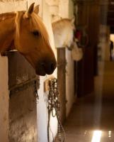 Le Bureau du Haras, Bouillargues - B&B Bouillargues