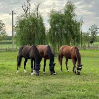 Tenuta Oasi del cavallo - Chambres d’hôtes Sommacampagna