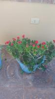 A 1 cuadra y media del Botánico, Asunción - B&B Asunción