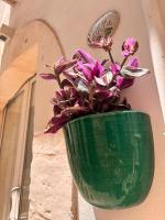 Casa Violetta 2025 - Ferienwohnung Martina Franca