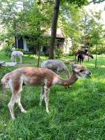 AlpaCasa - Bed and Breakfast Buchholz in der Nordheide