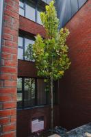 Cometei Residence Apartments 2 - Bed and Breakfast Cluj-Napoca