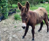 Fattoria San Pio - B&B Naso