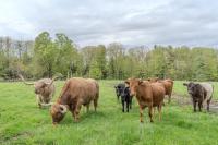 Family Friendly Highland Cattle Farm with Panoramic Views - A - B&B Loudon