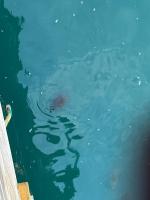 The Gem - B&B Monroeville