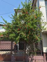 Peaceful home Suvacha - B&B Kikinda