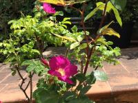 Amoredimare B&B in Villa - B&B