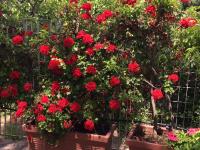 Amoredimare B&B in Villa - Ferienwohnung Polignano a Mare