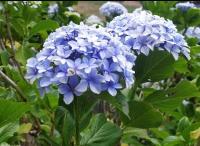 Chambre Deluxe Double ou Lits Jumeaux