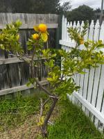 3 Bedrooms, Steps to the Shore - B&B Rye