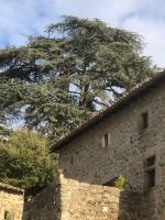 Gîte Le Cèdre - B&B