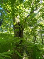 Agriturismo Il Respiro del Bosco - Chambres d’hôtes San Piero in Bagno