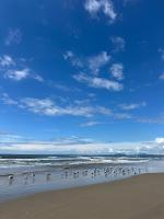 Casa das Palmeiras - 80 metros do mar - B&B Navegantes