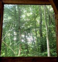 The Toads Hideout - A Cabin in an Ancient Welsh Woodland - B&B Nannerch