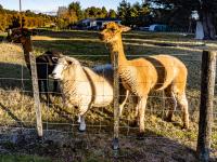 Taylor Lodge Adventure Base - Erua Holiday Home - Bed and Breakfast Erua