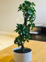 Large Room Near City Centre - B&B Belfast