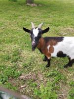 Magnolia - B&B Cambron-Casteau