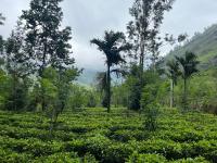 Stone Gale Estate Villa - Ferienwohnung Galaha