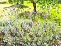 Al Castelluccio - Ferienwohnung San Vincenzo