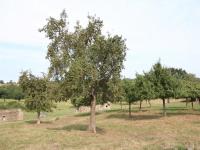 Maison de charme, animaux admis - jusqu'à 6 pers. - FR-1-497-141 - B&B Frênes