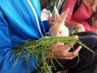 Ferme en Auvergne, terrasse, animaux admis - FR-1-496-290 - Chambres d’hôtes Saint-Julien-la-Vêtre