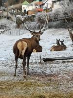 Hirsch Panorama - B&B Bad Wildbad