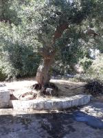 Il Bouganville - B&B Monopoli