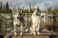 JVT Cabins - Bed and Breakfast Kiruna