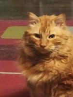 Hostal del Gato valparaiso - B&B Valparaíso