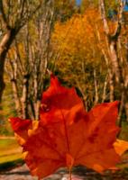 Cantinho do aconchego - B&B Campos do Jordão