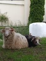 Pokoje u Joanny - B&B Ząb