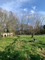 Yurt na magia do bosque - B&B Montemor-o-Novo