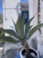The Blue and White house - B&B Ioulida