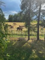Domek WICHURA - Bed and Breakfast Giżycko