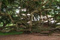 Swarna Nature Villa - Bed and Breakfast Kandy