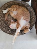 Irmy's Village - B&B Gili Air