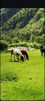 Mikel Center Theth Guesthouse - Bed and Breakfast Shkodër