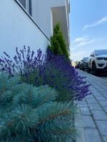 Sunrise Palais Brasov - B&B Brasov