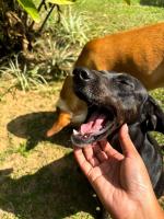 Casa de Campo com Lago e Jardim - Pet-Friendly - B&B Miguel Pereira