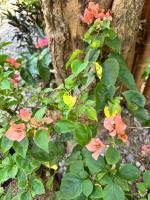 Appartamento con Vista Giardino