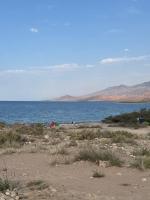 Crocodile Tash - B&B Tong