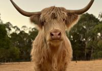 Adelaide Hills Farm Stay - Bed and Breakfast Cudlee Creek